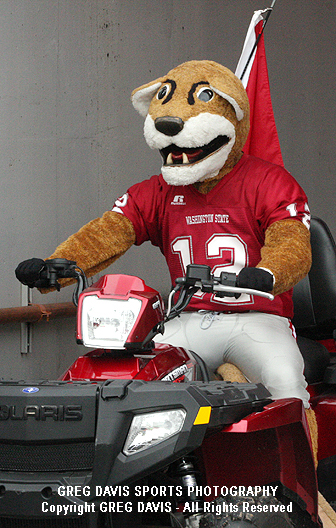 Butch T. Cougar - Washington State University - Mascot